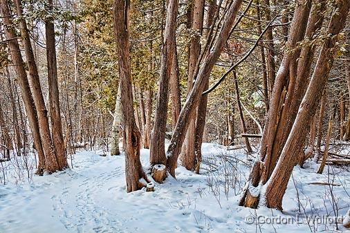Sylvan Snowscape_14112.jpg - Photographed at Ottawa, Ontario - the capital of Canada.